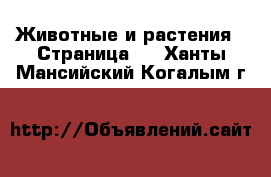  Животные и растения - Страница 2 . Ханты-Мансийский,Когалым г.